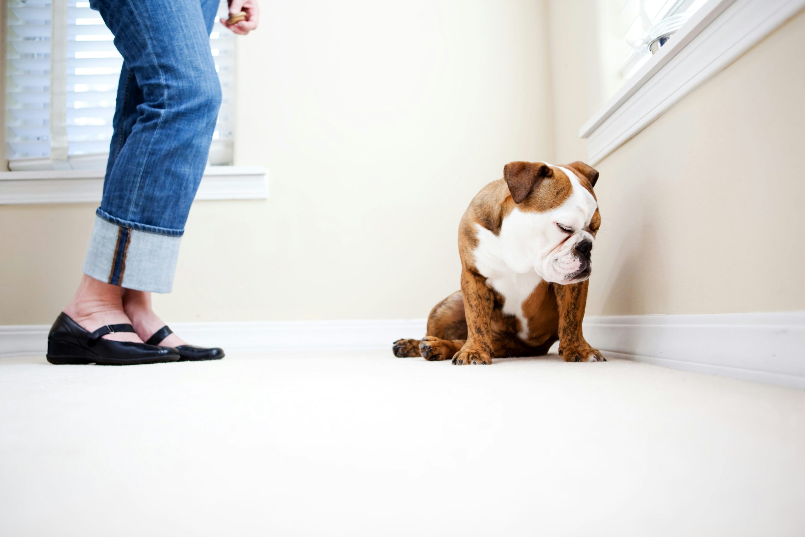 professional carpet cleaning Melbourne