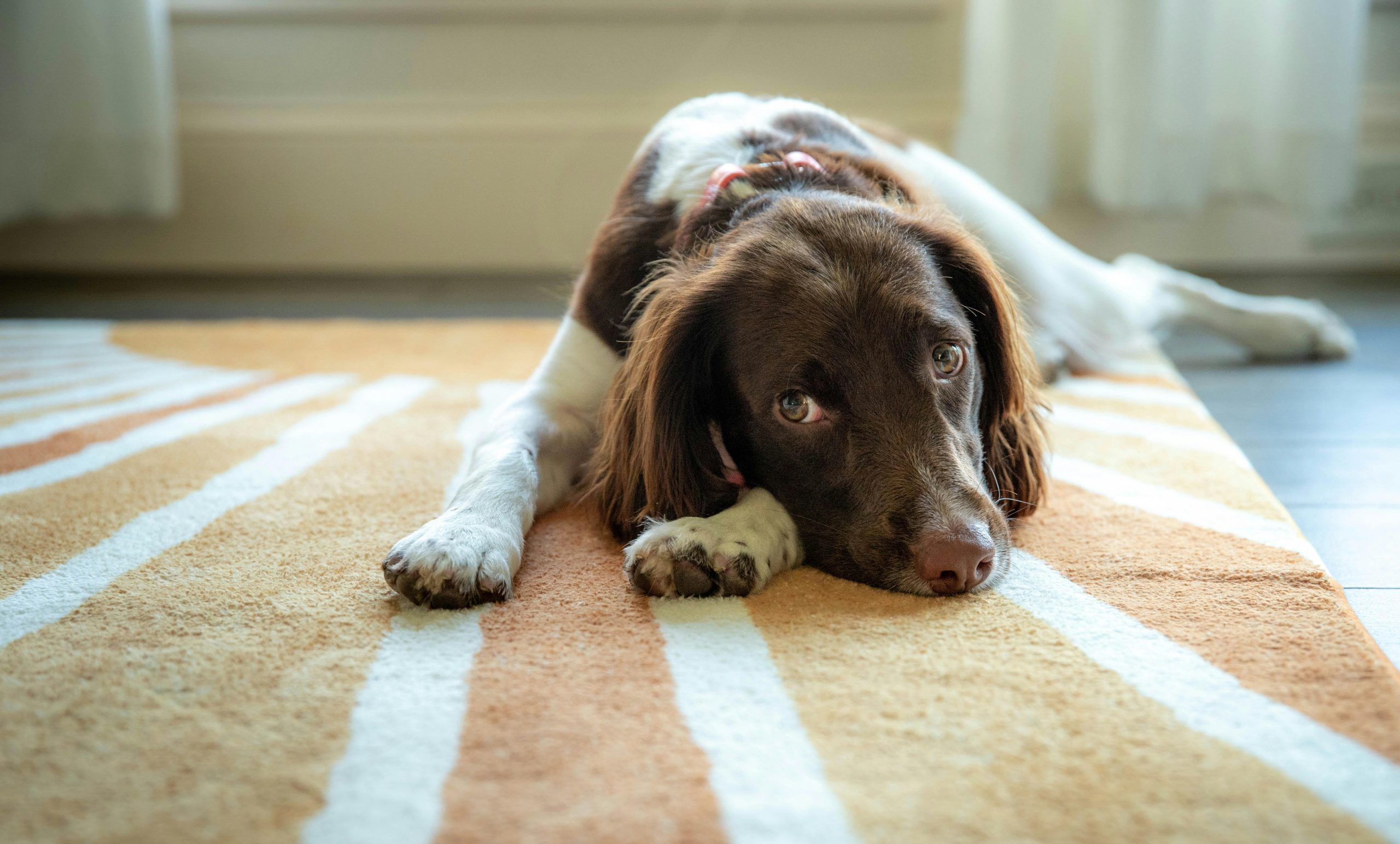 how to get dog pee out of carpet
